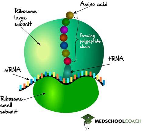 Mengenal Lebih Dekat RNA Ribosom