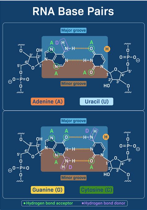 RNA base pairing AU GC