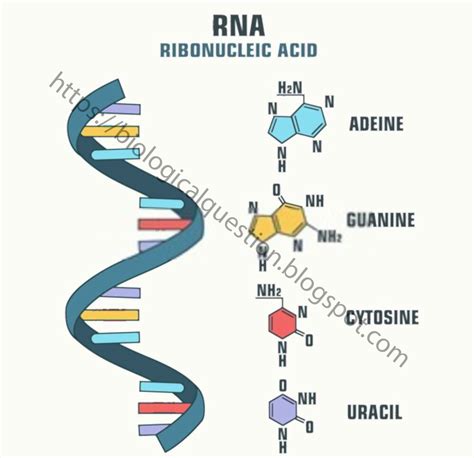 Apa Itu RNA dan Kenapa Penting Banget?