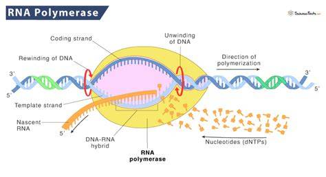 RNA polimerase enzyme