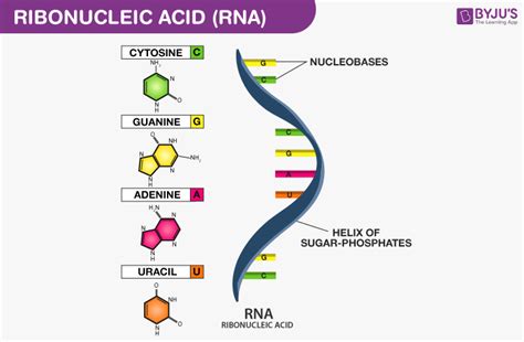 RNA single strand structure
