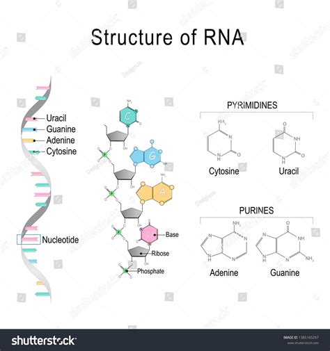 RNA structure diagram