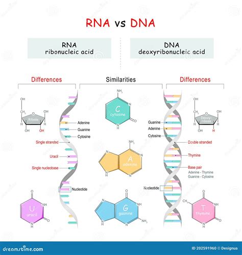RNA vs DNA