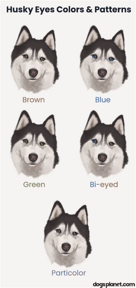 Rare Husky Eye Color Chart