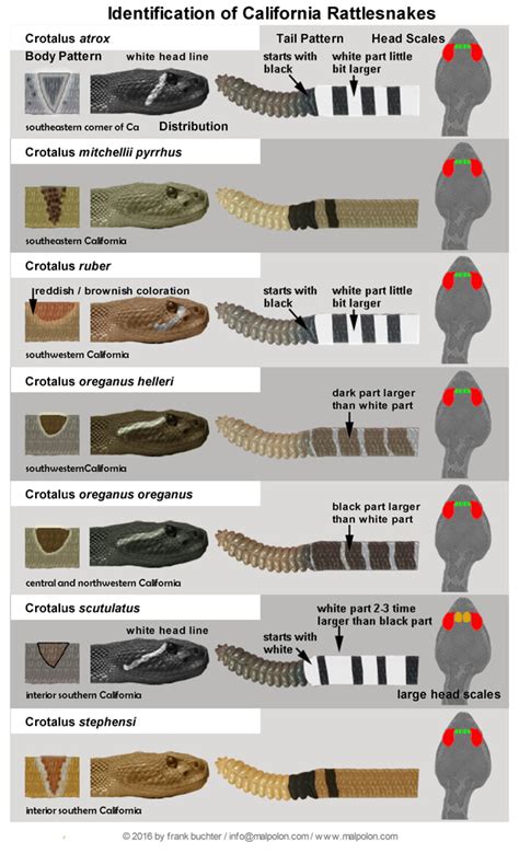 Rattlesnake Age Chart