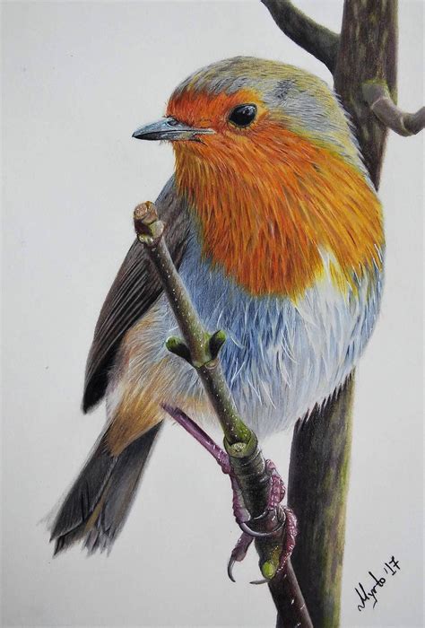 Realistic Robin Drawing