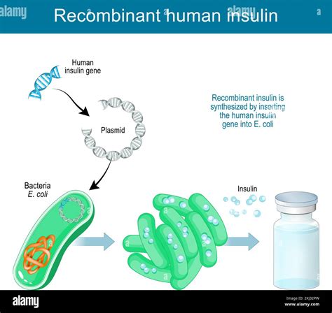 Recombinant Insulin Production