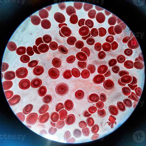 Red blood cells