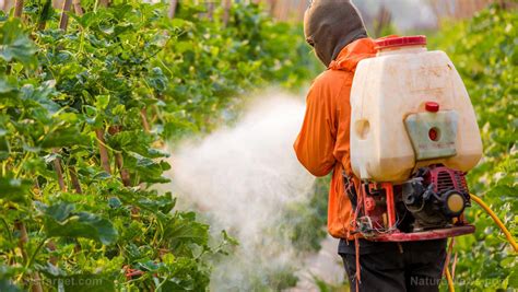 Reduced Use of Pesticides in Hydroponics