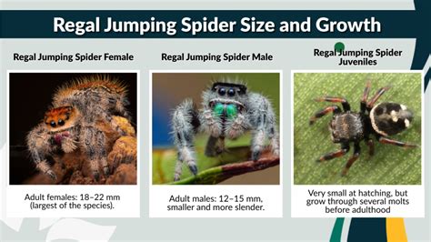 Regal Jumping Spider Size Chart