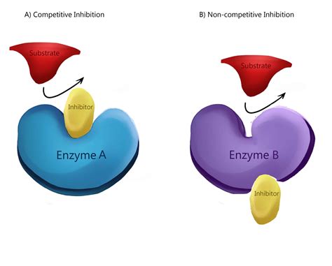 Regulation of enzyme activity image