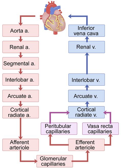 Renal Blood Flow Chart