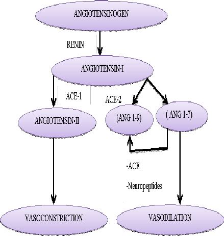 Renin Angiotensin System Flow Chart