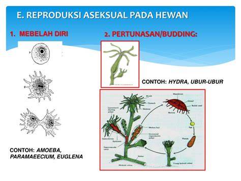 Reproduksi Aseksual