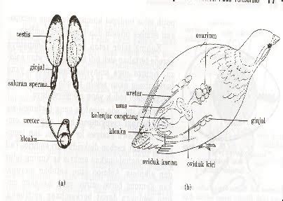 Reproduksi Burung