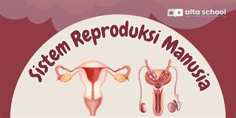 Reproduksi Manusia