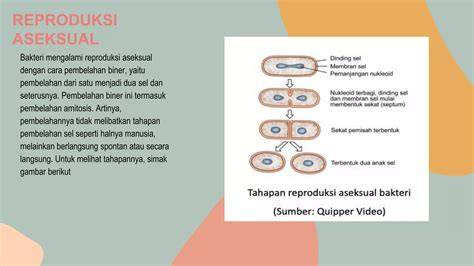 Reproduksi Seksual