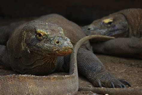 Reptil Indonesia
