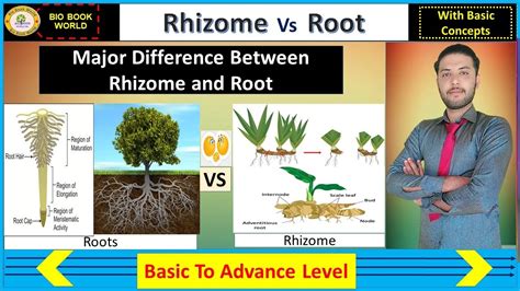 Rhizome vs Root