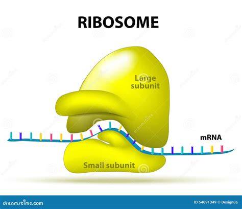 Ribosom