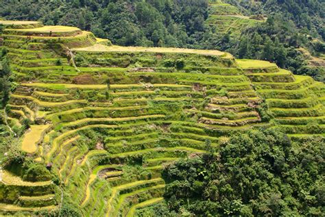 Sawah Terasering