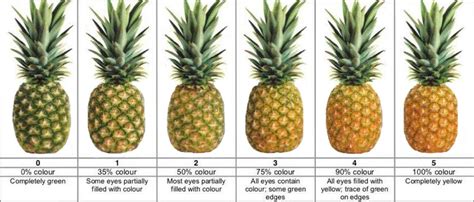 Ripe Pineapple Color Chart