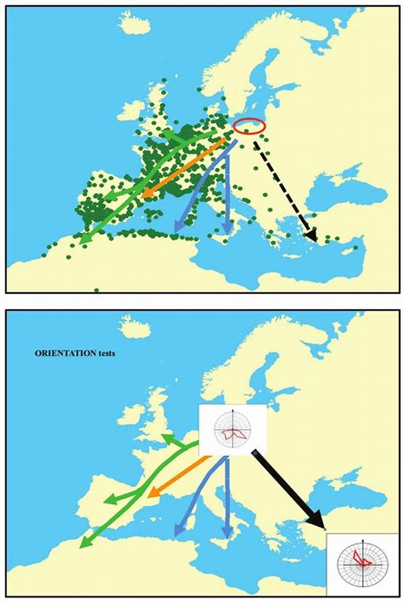 Robin Migration Pattern
