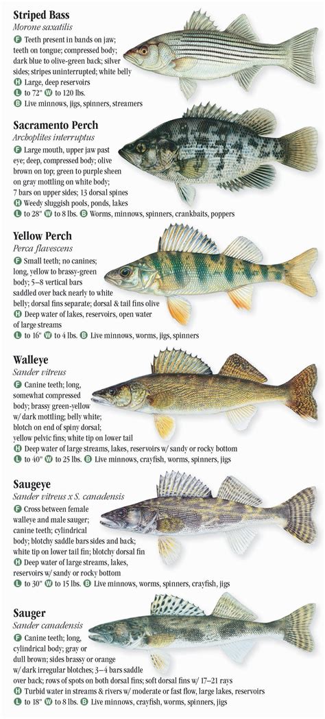 Rocky River fish species