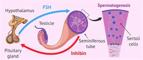 Role of FSH