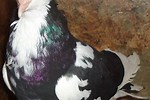 Roller Pigeons for Sale Near Me
