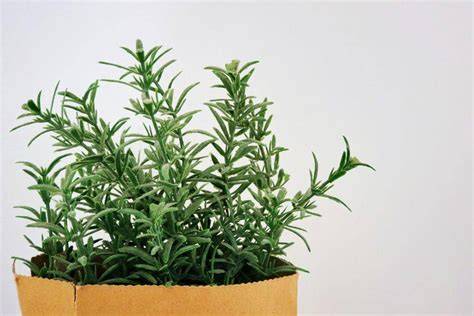 Rosemary pengusir ular