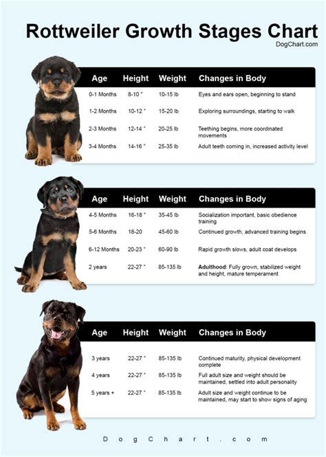 Rottweiler Growing Chart