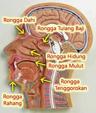 Ruang Resonansi Manusia