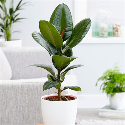 Rubber Plant