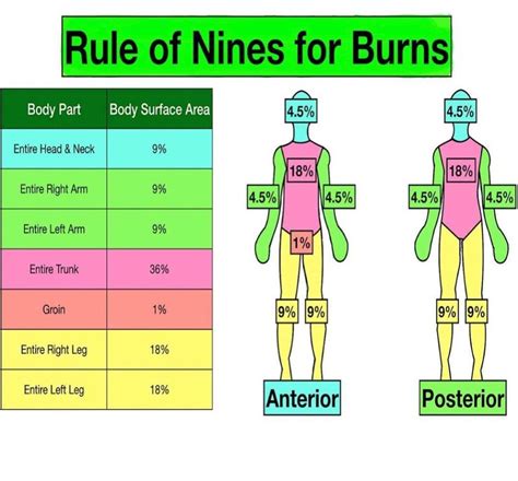 Rule Of 9s Burns Chart