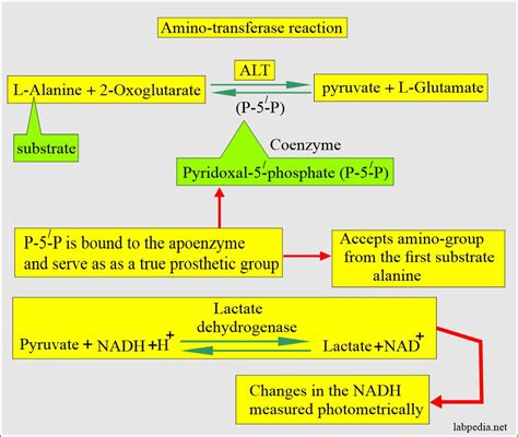 SGPT or ALT Enzyme