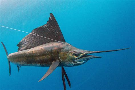 Sailfish fish
