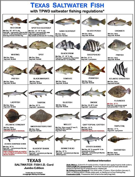Saltwater Fish Identifier Online Resources