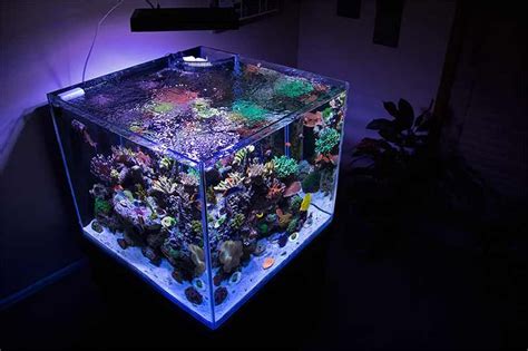 Saltwater Fish Tank Size and Location