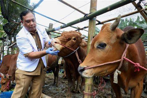 Sapi Sakit