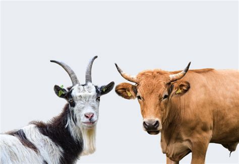 Sapi dan Kambing