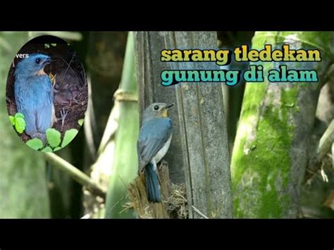 Sarang Tledekan