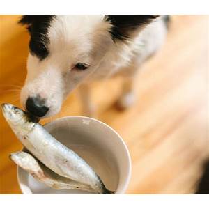 Sardines Fish for Dogs