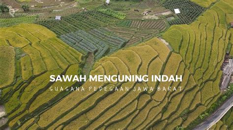Sawah Menguning
