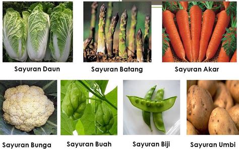 Sayuran Sebagai Sumber Besar Zayyan