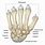 Scaphoid Tubercle
