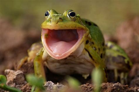 screaming frog
