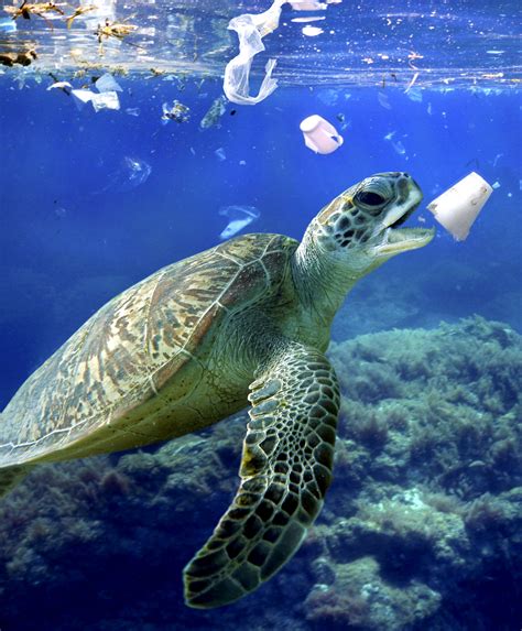 Sea Turtles Affected by Pollution