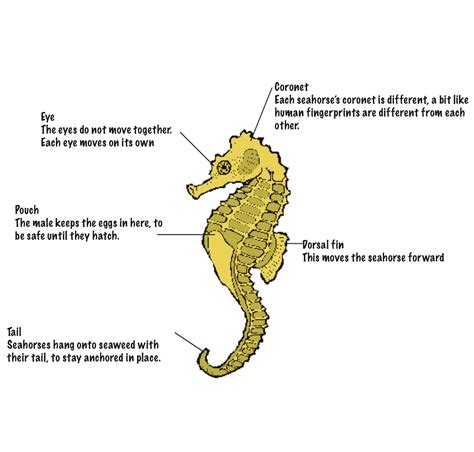 Seahorse Body Shape and Size