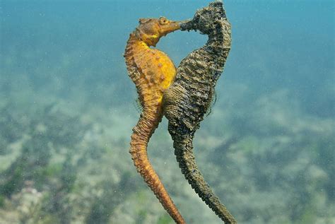Seahorse Reproduction